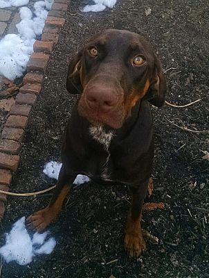 Doberman discount pointer cross