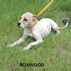 Thumbnail photo of Boxwood #3