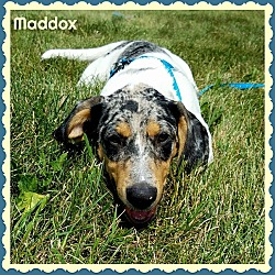 Thumbnail photo of Maddox #2