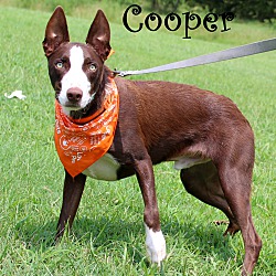 Thumbnail photo of Cooper~meet me! #4