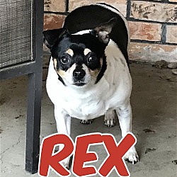 Thumbnail photo of Rex in Texarkana AR/TX #1