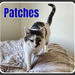 Photo of Patches-ADOPT FEE PAID
