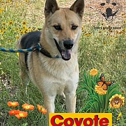 Thumbnail photo of Coyote #1