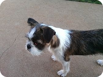ST LOUIS, MO - Boston Terrier. Meet Alexis a Pet for Adoption.
