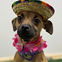 adopt a pet