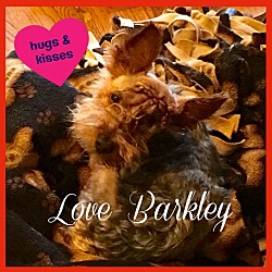 Photo of Barkley