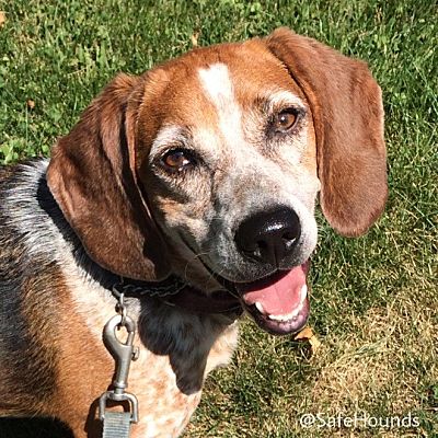 Blairstown, NJ - Beagle. Meet Bambi a Pet for Adoption.