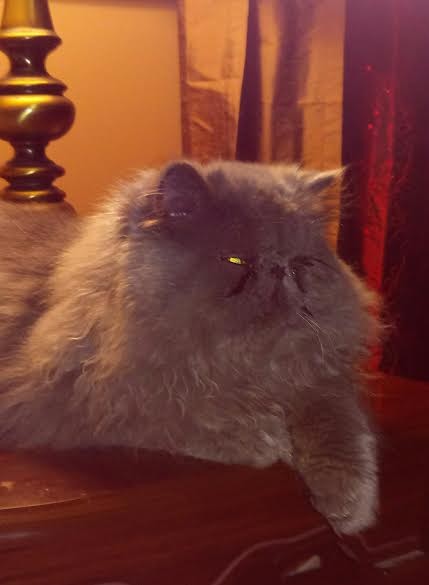 Indianapolis In Persian Meet Frasier A Pet For Adoption