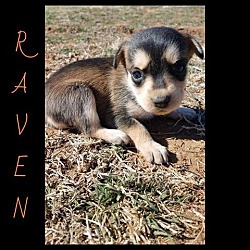 Thumbnail photo of Raven #3