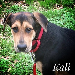 Thumbnail photo of Kali #1