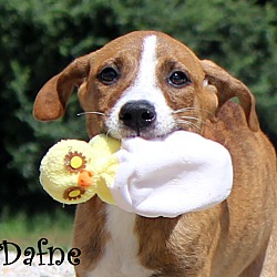 Thumbnail photo of Dafne ~ adopted! #1