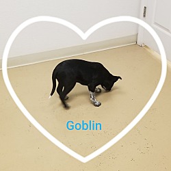 Thumbnail photo of Goblin #4
