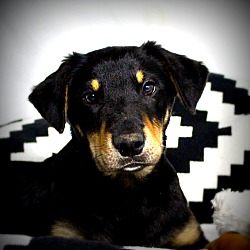 Thumbnail photo of Jovi~adopted! #1