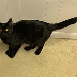 Thumbnail photo of Binx #4