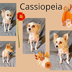 Photo of Cassiopeia