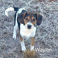 Thumbnail photo of Waylonj #4