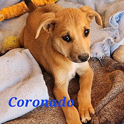 Photo of Coronado