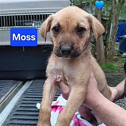 Photo of (pending) Moss - 11 week old male mix