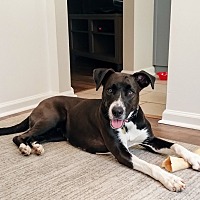 adopt a pet