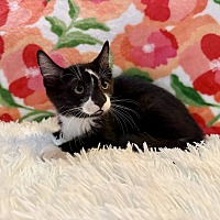 adopt-pet