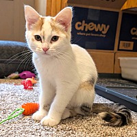 adopt a pet