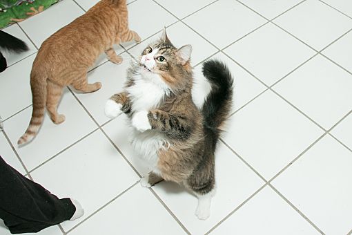 Chicago Il Maine Coon Meet Lucy A Pet For Adoption