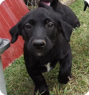 Dog Puppies For Sale Knoxville Tn Dog Puppies For Sale Knoxville Tn