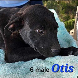 Thumbnail photo of Otis #1