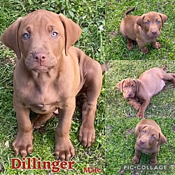 Photo of Dillinger Adoption Pending