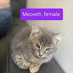 Photo of Meowth