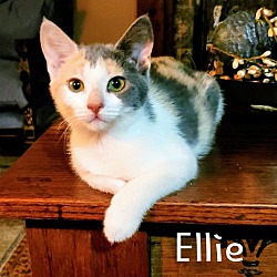 Thumbnail photo of Ellie #1