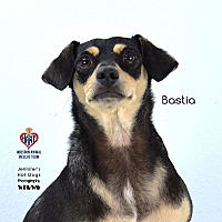 adopt a pet