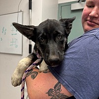 adopt a pet