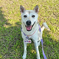 adopt-pet