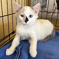 adopt a pet