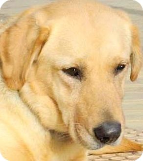 Winchester Ky Labrador Retriever Meet Hannah A Pet For Adoption