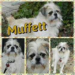 Thumbnail photo of Muffet #1