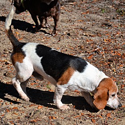 Thumbnail photo of Beagle Bailey #4