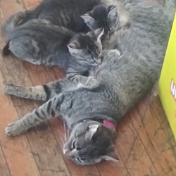 Thumbnail photo of There is a mom and 4 kittens #2