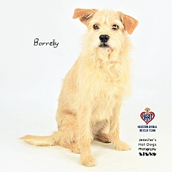 Thumbnail photo of Borrelly #2