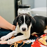 Photo of Oreo (In Foster)