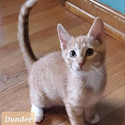Thumbnail photo of Dundee #2