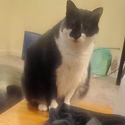 Photo of Bella