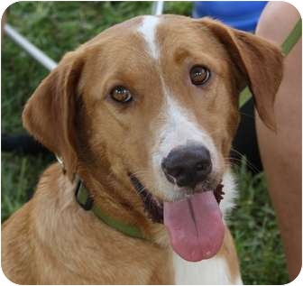 duck tolling retriever lab mix