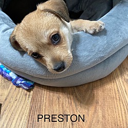 Photo of Preston