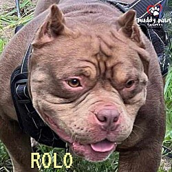 Thumbnail photo of Rolo (Courtesy Post) #3