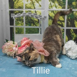 Thumbnail photo of Tillie #3