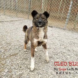 Thumbnail photo of Cleo 2163/7524 #4