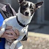 adopt a pet