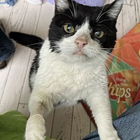 adopt a pet